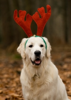 An 8-month-old golden retriever insured with Pets Best ate an antler.